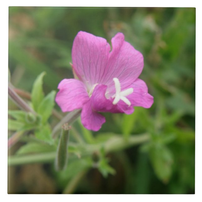 Azulejo de flor selvagem de Red Campion (Frente)
