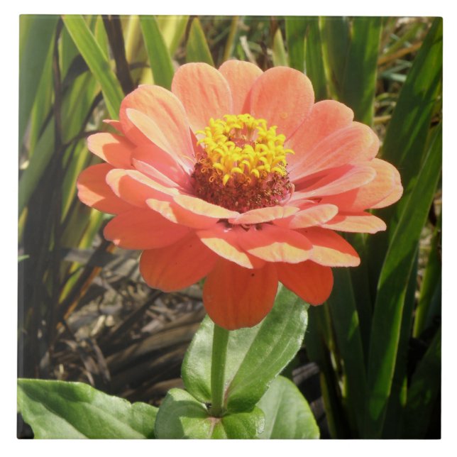Azulejo de Flor Zinnia Laranja (Frente)