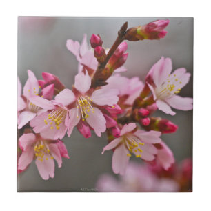 Azulejo de Flores de Cerejeira Japonesa Rosa Suave