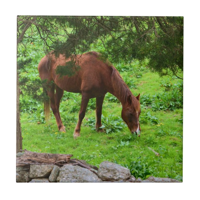 Azulejo de Folga de Cavalo (Frente)