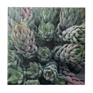 Azulejo de Foto Cerâmica Cactus Small (4,25" x 4,