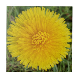 Azulejo de Foto Cerâmica Dandelion Pequeno (4,25"
