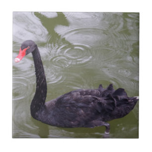 Azulejo de Foto Cerâmica Swan Small (4,25" x 4,25