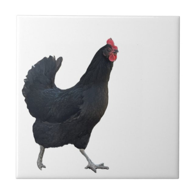 Azulejo de Foto de Frango  (Frente)