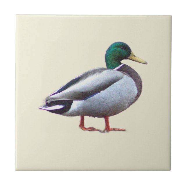 Azulejo de Foto de Pato-real (Frente)