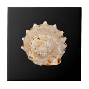 Azulejo de Fotografia Cerâmica Conch Shell