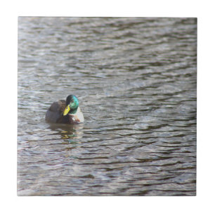 Azulejo de Fotografia do Pato Mallard