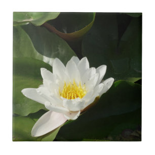 Azulejo de Fotografia Floral do Lotus Branco
