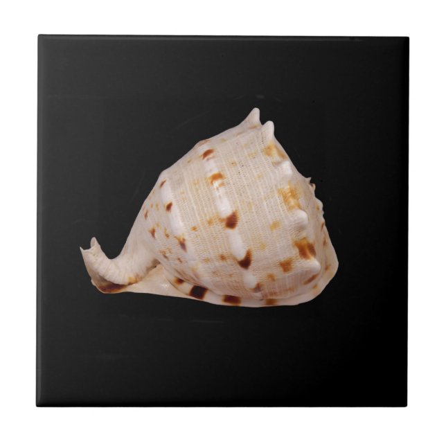 Azulejo de Fotografias Cerâmicas Conch Shell (Frente)