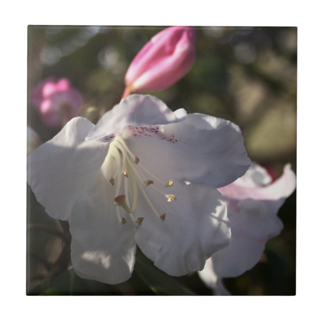 Azulejo de Fotografias de Flores (Frente)