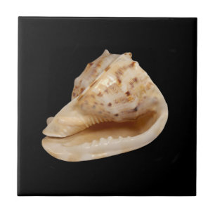 Azulejo de Fotos Cerâmicas Conch Shell