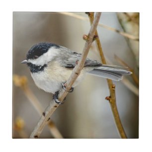 Azulejo de Fotos Cerâmicas em Chickadee Preto