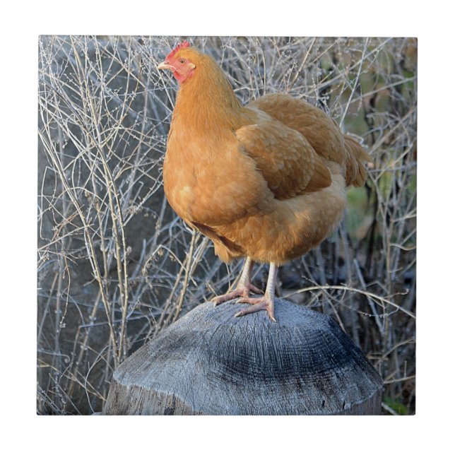 Azulejo de frango (Frente)