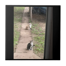 Azulejo de Gato