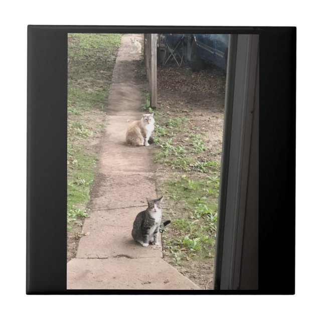 Azulejo de Gato (Frente)