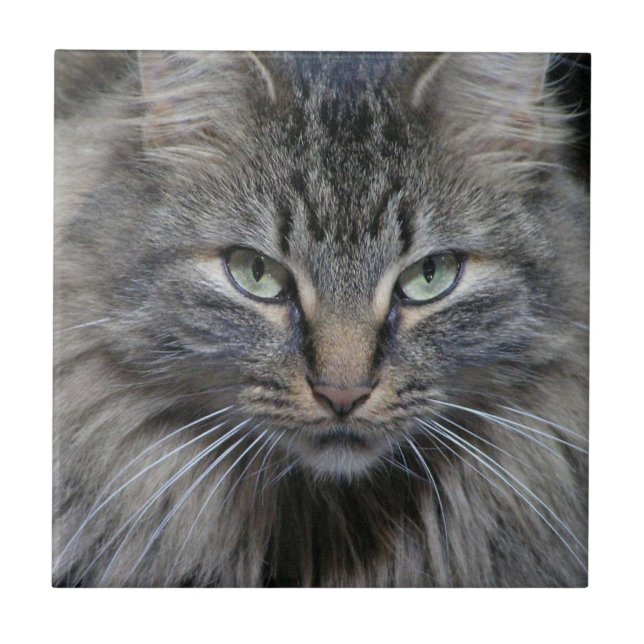 Azulejo de Gato de Maine Coon Guardado (Frente)