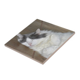 Azulejo de gato Maine Coon, um belo descanso