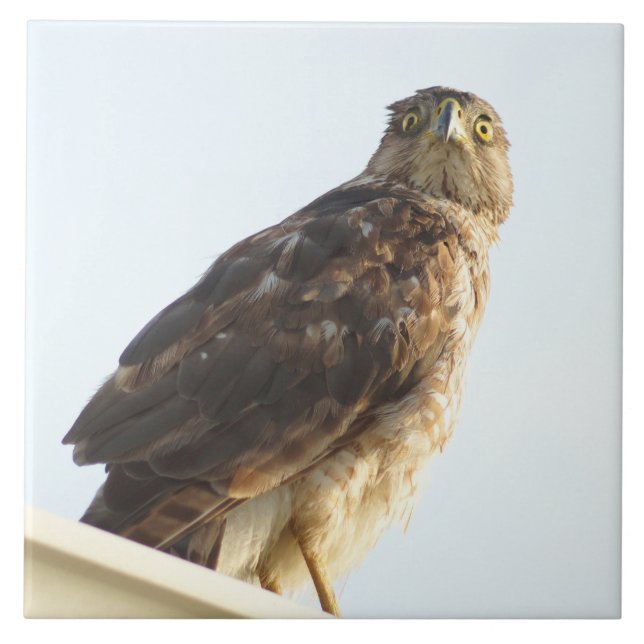 Azulejo de gaviões ruivos (Frente)