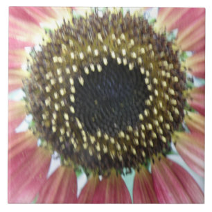 Azulejo de girassol rosa bonito