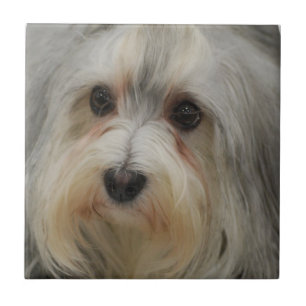 Azulejo de Havanese