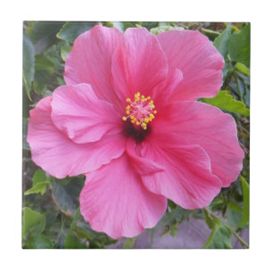 Azulejo de Hibiscus Rosa