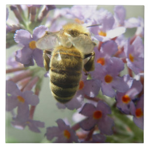 Azulejo de Honeybee e Buddleia