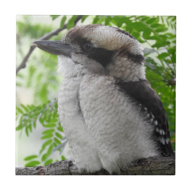 Azulejo de Kookaburra (Frente)