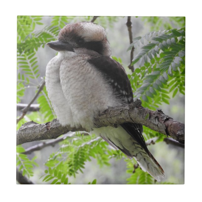 Azulejo de Kookaburra (Frente)