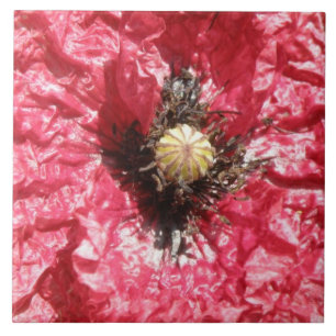 Azulejo de Macro bonito Red Poppy Flower