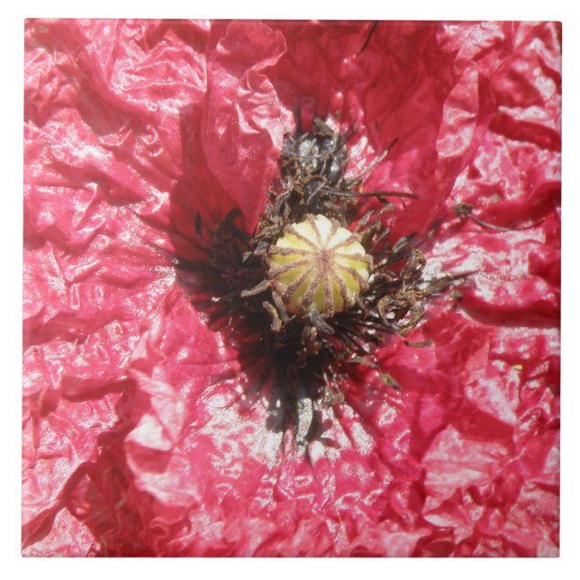 Azulejo de Macro bonito Red Poppy Flower (Frente)
