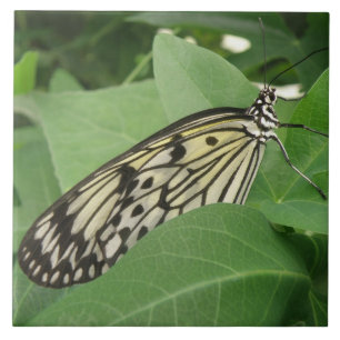 Azulejo de Macro da Borboleta de Papelão
