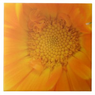 Azulejo de Macro Laranja Marigold