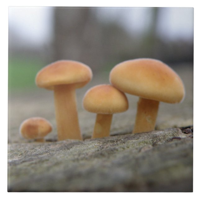 Azulejo de macro Tiny Toadstools (Frente)