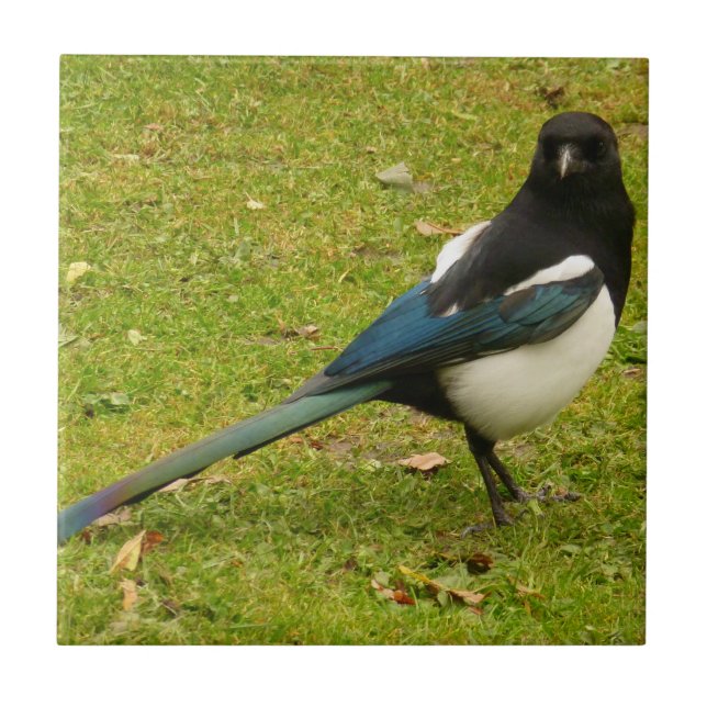 Azulejo de Magpie (Frente)