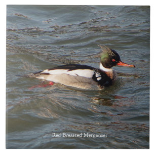 Azulejo de Merganser vermelho quebrado