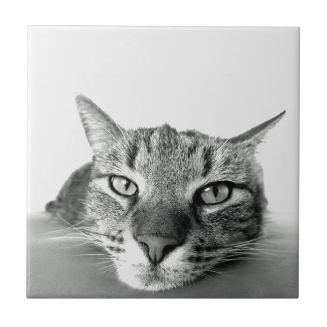 Azulejo de observação de gatos (Frente)