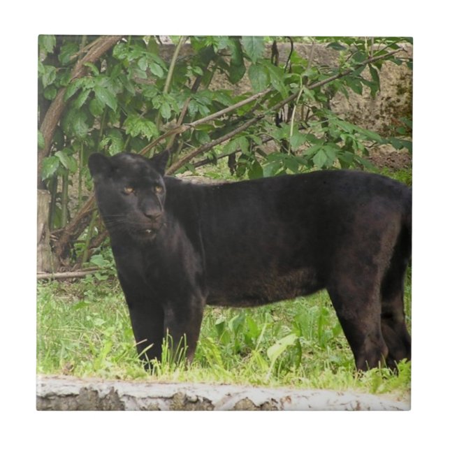 Azulejo de passeio da pantera (Frente)