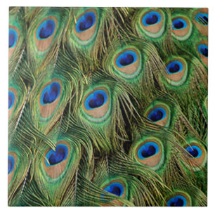 Azulejo de Peacock
