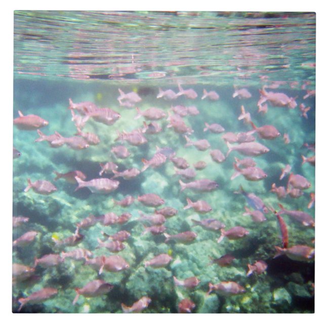 Azulejo De Peixes Tropicais Bonito (Frente)