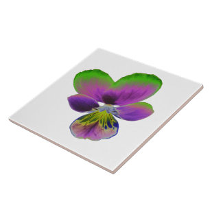 Azulejo de Pensamento Roxo e Verde