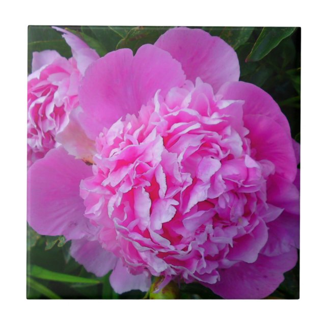 Azulejo de Peony Rosa Grande (Frente)