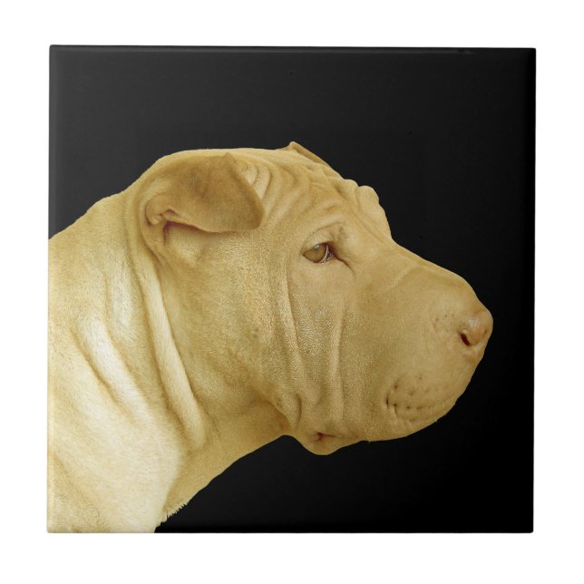 Azulejo de Perfil de Cachorro Shar-Pei Chinês (Frente)