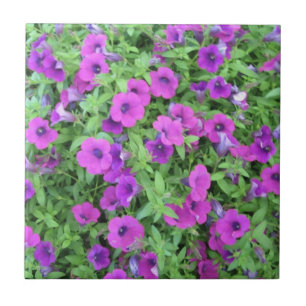 Azulejo de Petunias Roxo