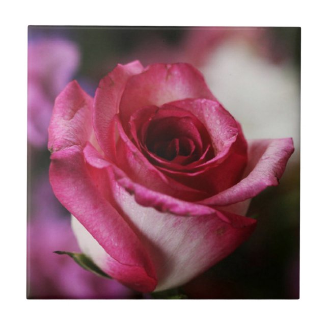 Azulejo de Rosa Jolene (Frente)