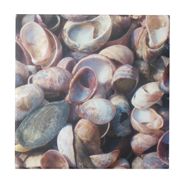 Azulejo de Shell (Frente)