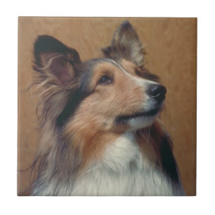 Azulejo de Sheltie do Sheepdog de Shetland