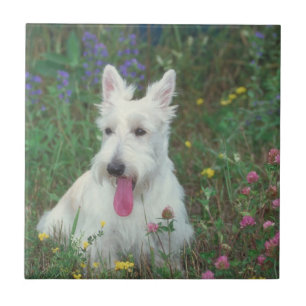 Azulejo de Terrier do Scottish de Wheaton
