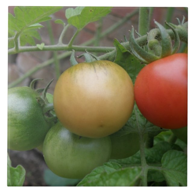 Azulejo de Tomates Luzes de Trânsito (Frente)