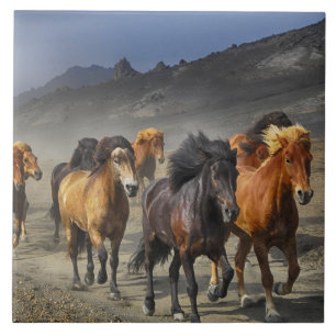 azulejo de trilha de cavalo