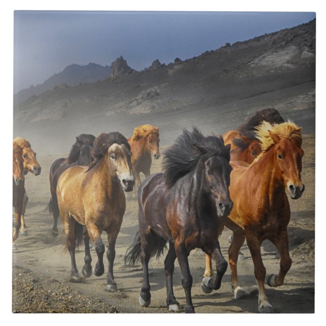 azulejo de trilha de cavalo (Frente)